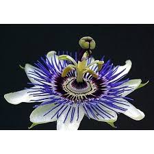Image result for Passiflora ligularis