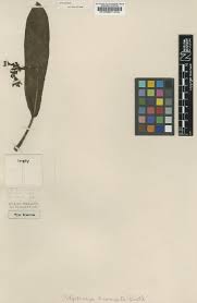 Image result for Polystachya bicarinata