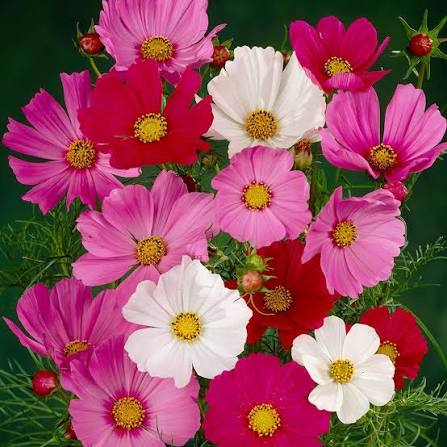 Cosmos Sonata Mixed (Garden Ready) - JParkers