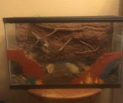 Looking for a female Goliath bird eater. Thanks :)