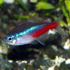 Tetras are egg layers and breed, as do most other. Buy Neon Tetra Online Tropical Fish Aquatics To Your Door