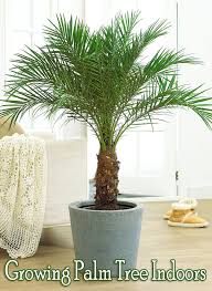 The mediterranean palm, or european fan palm, is a slow growing palm tree. How To Grow Palm Trees Indoors