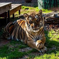 Tiger Creek Wildlife Refuge Tyler Texas The Storms Have Passed And It Is A Lot Cooler Out Today Amara Wants To See You Wildlife Refuge Wildlife Zoo
