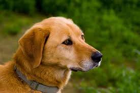 The resulting breed quickly drew attention for its excellent hunting skills, and became officially known as the golden retriever in 1920. 15 Beliebteste Labrador Mix Die Hundeseite