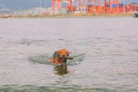 Black friday & cyber monday sale! Swimming Dogs And Water Safety Pet Food N More