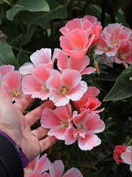 Clarkia Amoena Aurora Farewell To Spring Buy Online At Annie S Annuals Unusual Plants Rectangle Garden Design Plants