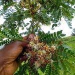 Image result for Albizia gummifera