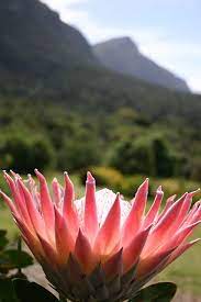 King Protea Kirstenbosch National Botanical Gardens Cape Town South Africa Cape Town South Africa South Africa Travel National Botanical Gardens