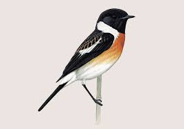 Traducir tarabilla significado tarabilla traducción de tarabilla información sobre tarabilla en el diccionario y enciclopedia en línea gratuito. Tarabilla Siberiana Seo Birdlife