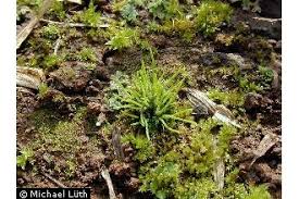 Image result for Anthonotha