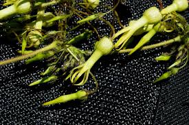 Image result for Riocreuxia