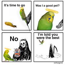 Welcome to the budgie subreddit, where redditors can gather to talk about and show off their budgies! Budgies Are Underappreciated Budgies