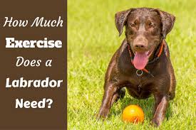 how much exercise does a lab need