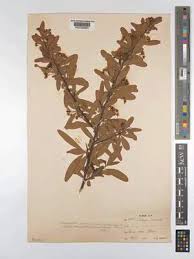 Image result for Pyracantha cf. crenulata