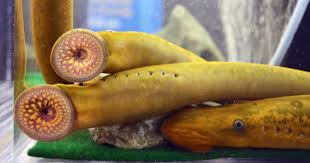 Image result for Limnophyton angolense