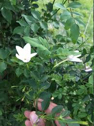 Image result for Jasminum pauciflorum