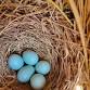 Bluebird Box Monitoring