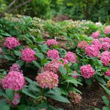 The florets have a distinctive geometric shape and are closely packed into full, richly colored mophead flowers. Let S Dance Arriba Hydrangea Wholesale Liners Spring Meadow Nursery