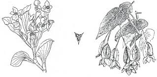 Image result for Begoniaceae