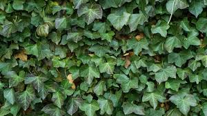 Bis in den oktober hinein zeigen sich die doldenartigen blüten, die aus bis zu 20 einzelblüten bestehen. Efeu Schneiden So Geht S Focus De