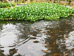 Keladi bunting atau nama saintifiknya, eichornia crassipes merupakan sejenis tumbuhan akuatik yang begitu popular. Sepatahdua My On Twitter Bagi Ikan Talapia Makan Jernih Sunggu Ex Swimming Pool Ni Bila Diubah Jd Tempat Pelihara Ikan Dalam Ni Ada 1 300 Ekor 1 000 Talapia Dan 300 Ikan Patin