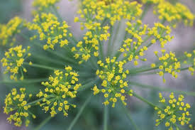 Begin harvesting dill 8 to 10 weeks after sowing outdoors. Growing Dill The Complete Guide To Plant Grow And Harvest Dill