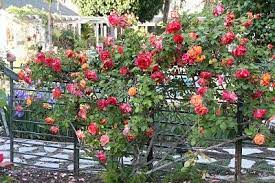 It S Blooming Tuesday Today Rose Fence Beautiful Flowers Garden Climbing Roses