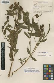 Image result for Hypericum peplidifolium