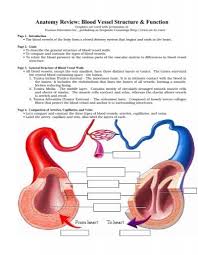 They also take waste and carbon dioxide away from the tissues. Anatomy Review Blood Vessel Structure Function Adam Com