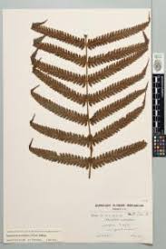 Image result for Pneumatopteris afra