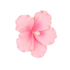 Its pairs really well with desserts and cake, making them more delicious. Buy O Creme Gumpaste Hibiscus Flower Set Of 3 Pink Edible Flowers For Cake Decorating Sugar Paste Flower Decorations For Cakes Cupcake Toppers Birthday Party Wedding Valentines Day Shower Online