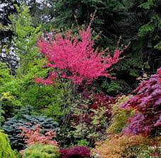 Almond tree image 2.detail show multiple products like flowers, orchids, and so on are accessible to the consumers on the site almond trees on alibaba.com are suitable for human consumption. Grobe S Nursery And Garden Centre Trees1