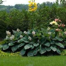 We did not find results for: Hosta Sieboldiana Elegans Shade Perennials Hosta Sieboldiana Deer Resistant Plants