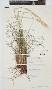 Image result for Tristachya nodiglumis