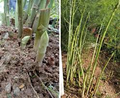 Selain itu, tanam kacang tanah pada tanah gembur yang mengandung unsur hara, kalsium, pospat, kalium, dan nitrogen yang cukup. Famili Suka Makan Asparagus Wanita Ni Kongsi Tip Cara Nak Tanamnya Boleh Cuba Keluarga