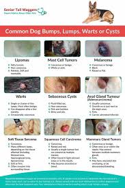 If growth is far away from your dog's skin, … 9 Common Dog Lumps Tumors Cysts And Warts With Pictures