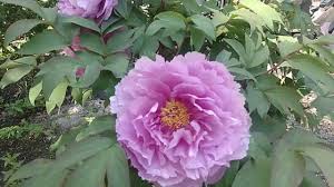 Don't miss pink hawaiian coral for just $24. Peony Morning Lilac Itoh Hybrid Www Peonyshop Com By Peony Shop Holland Www Peonyshop Com