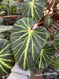 Image result for Begonia princeae