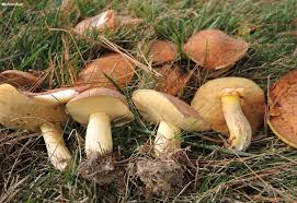Image result for Suillus wasatchicus
