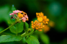 Maybe you would like to learn more about one of these? Lamtana Camara Bunga Liar Yang Cantik Ardi Andono Flickr