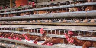 We did not find results for: Periode Grower Ayam Petelur