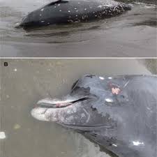 Berardius bairdii have a limited range within the northern pacific ocean. Pdf Description Of A New Species Of Beaked Whale Berardius Found In The North Pacific