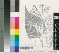 Image result for Acacia kamerunensis