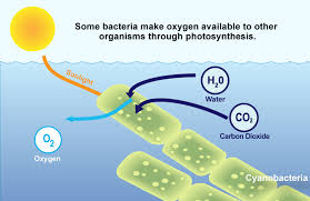Image result for photosynthesis cyanobacteria