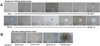 Unlike these normal cells, cancer cells just continue to grow and divide out of control and don't die when they're supposed to. Secondary Spheroids Formation From Human Estrogen Dependent Breast Download Scientific Diagram