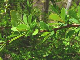 Image result for Berberis thunbergii