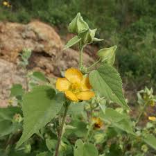 Image result for Abutilon austro-africanum