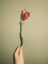 Pin Oleh Sri Harhani Di My Photography Gambar Mawar Mawar Vintage Bunga