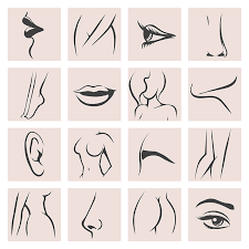In the width of certain parts of the body. Female Body Parts Set By Olena1983 Thehungryjpeg Com