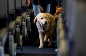 Find border collie dogs and puppies from virginia breeders. Company Sold 25 000 Service Dogs That Were Really Just Untrained Puppies Virginia Says The Washington Post